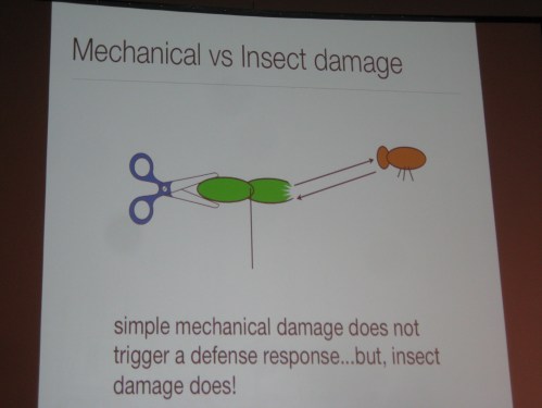 Plants know the difference between mechanical and insect damage