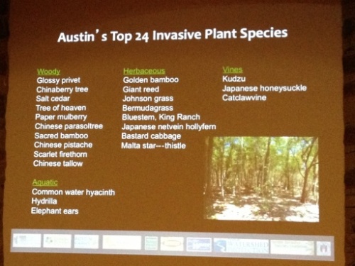 Top 24 invasive plant species in the city of Austin
