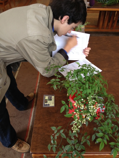 Learning up close how to identify invasive plants