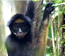 Amazonian Primate (Photo credit: UT Austin - Environmental Science Institute.)