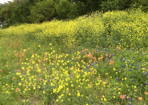  A tsunami of Yellow Bastard Cabbage flowers threatens to overwhelm Texas wildflowers