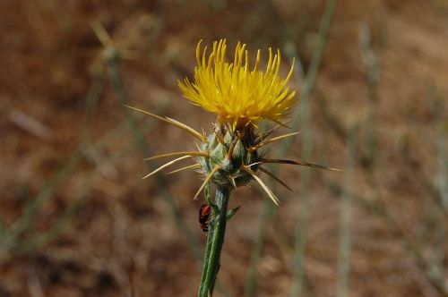 Yellow Star-Thistle Invasive Plant Species (Photo credit: Eugene Zelenko from Wikipedia)